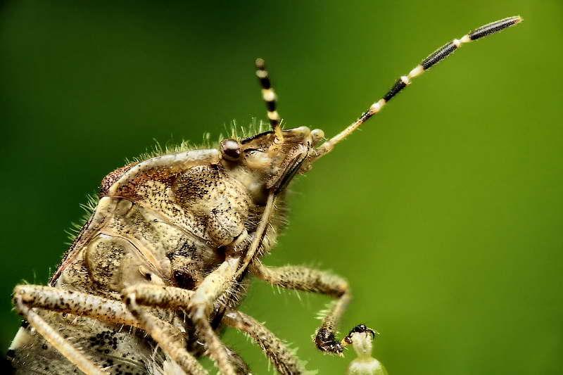 colycoris baccarum-04.jpg